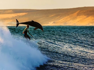 Windsurfing, dolphin, Tides
