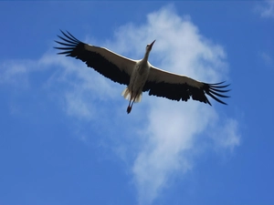 wings, stork, flight