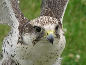 hawk, nose, Eyes, wings