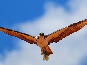 osprey, booty, fish, wings