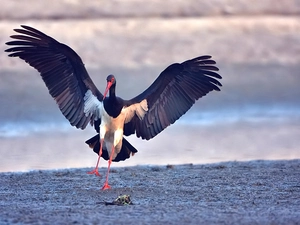 wings, Black, stork