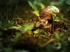 snail, horns, shell, winniczek