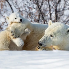 winter, Polar Bears