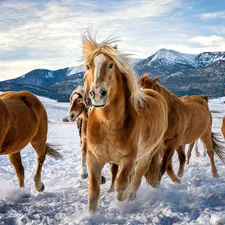 bloodstock, snow, Mountains, winter