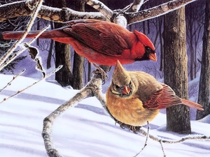 winter, birds, Cardinals