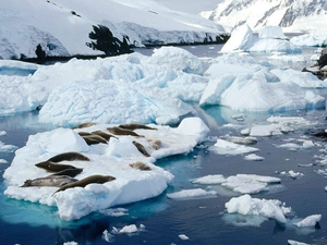 Mountains, winter, floe, Ice, seals