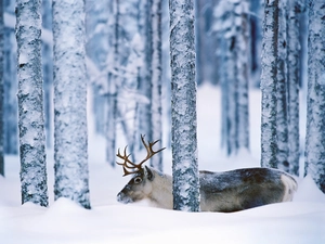 winter, deer, forest