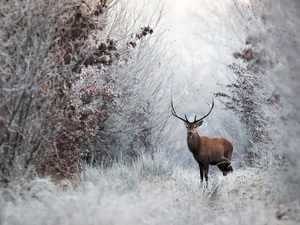 winter, deer, forest