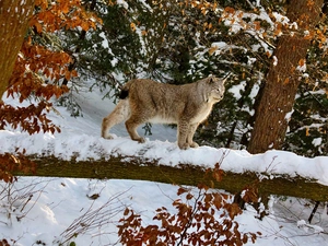 forest, Lynx, Tree, winter