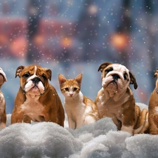 English Bulldogs, four, winter, snow, cat, Dogs