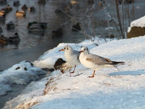 winter, seagull, Gull