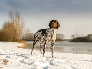 snow, lake, landscape, winter, German Shorthaired Pointer