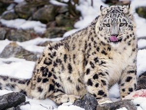 animal, wild, meat, cat, snow leopard, Stones, winter