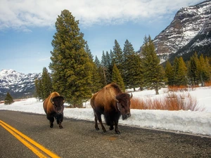 trees, bison, Mountains, Way, Two cars, viewes, winter