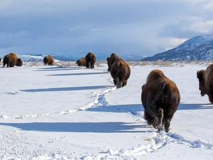 winter, bison, Mountains