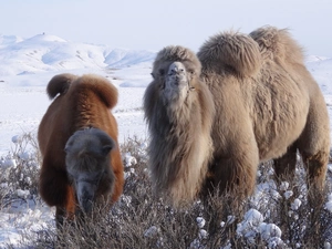 winter, Camels, Mountains