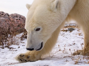 winter, Bear, polar