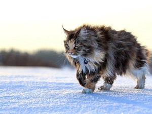 cat, winter, snow, Maine Coon