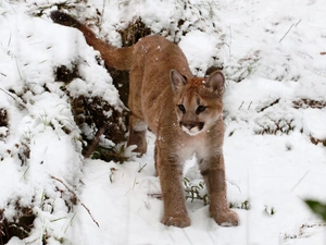 winter, cougar, snow