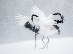 snow, Manchurian Cranes, winter
