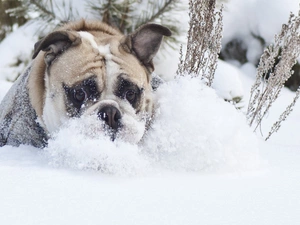 winter, dog, snow