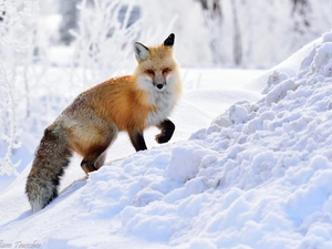 winter, Fox, snow