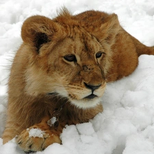 winter, Lion, snow