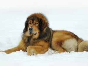 dog, winter, snow, Tibetan Mastiff