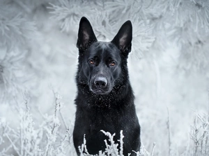 dog, winter, snow, German Shepherd