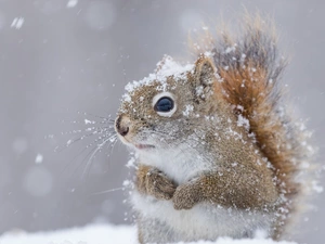 winter, squirrel, snow