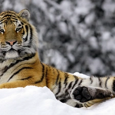 tiger, winter