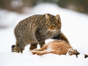Wild Rabbit, hunting, winter, snow, wildcat