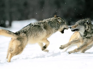 winter, two wolves