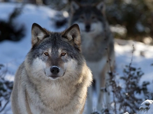 winter, wolves