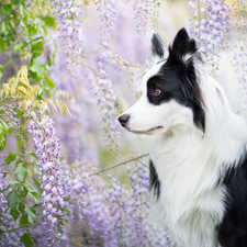 dog, Flowers, wistaria, Border Collie