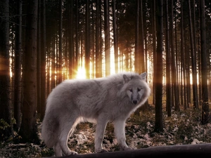 sun, Wolf, forest, rays, winter