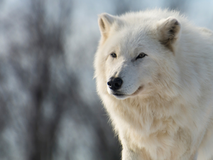 Polar Wolf, fuzzy, background, White