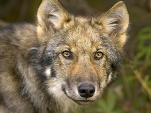 Wolf, Head