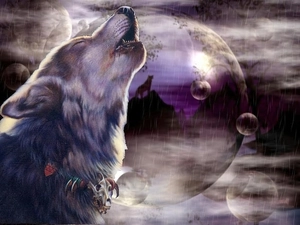 Wolf, Rain