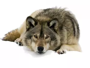 Wolf, snow