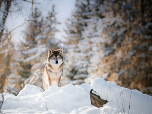 Wolf, winter, snow