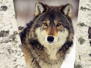 Wolf, birch-tree