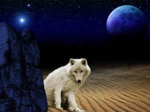 White, Desert, moon, Wolf