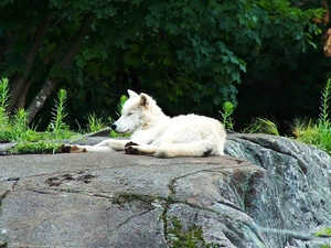 White, Rocks, Plants, Wolf
