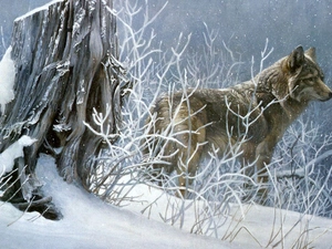 Wolf, winter