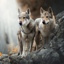 Two cars, Czechoslovakian Wolfdog, Rocks, Dogs