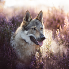 heath, dog, Czechoslovakian Wolfdog