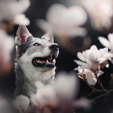 Magnolias, dog, Czechoslovakian Wolfdog