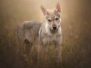 Meadow, Puppy, Czechoslovakian Wolfdog