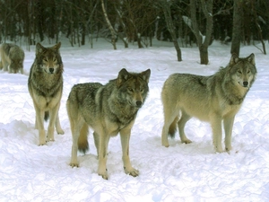 wolves